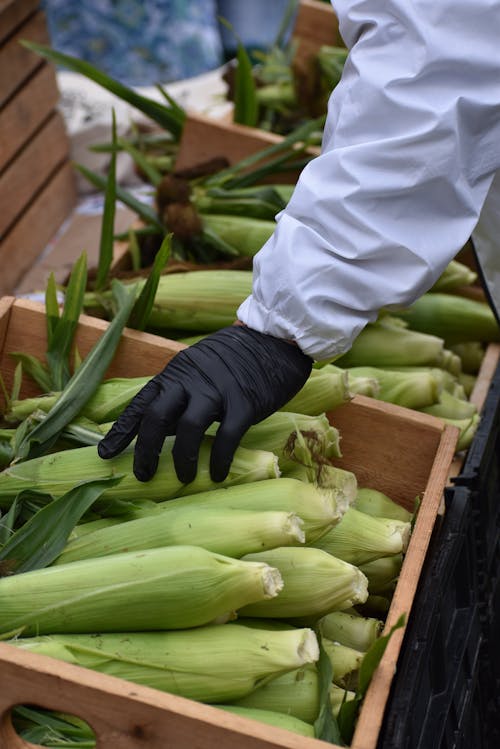 Hand in Glove Holding Corn in Box on Street Market