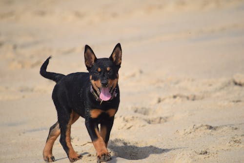 Young Beauceron Dog on the Beach