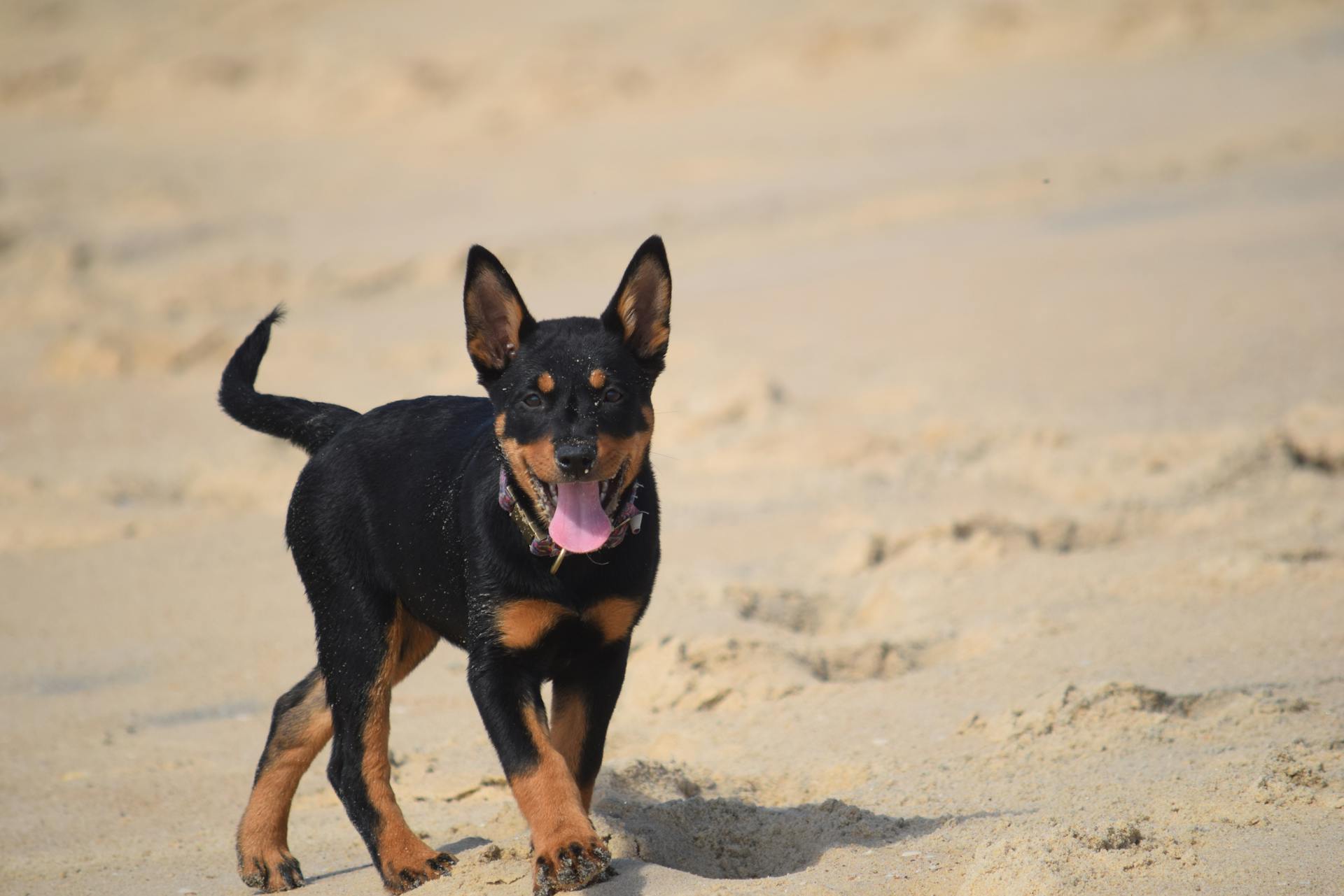 Jonge Beauceron op het strand