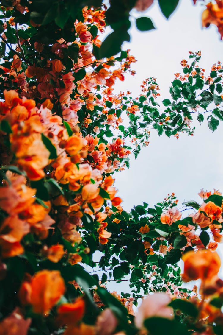 Blooming Orange Flowers On A Tree