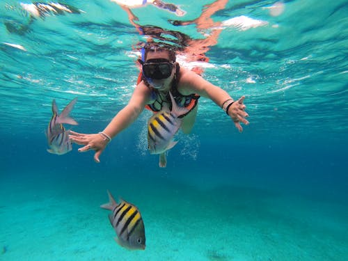 Δωρεάν στοκ φωτογραφιών με snorkeling, αναπνευστήρας, αναψυχή