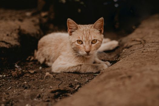 Can Cats See Ultraviolet Light Facts