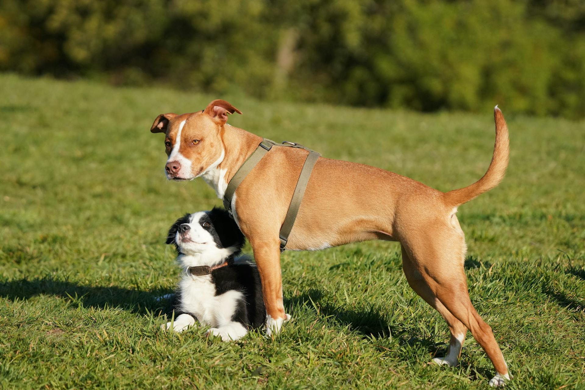 American Pit Bull Terrier Standing Over a Border Collie Lying on the Grass