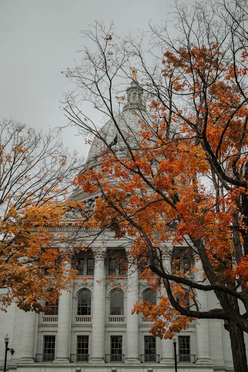 Foto d'estoc gratuïta de arbres, arquitectura neoclàssica, capitol de l'estat de wisconsin