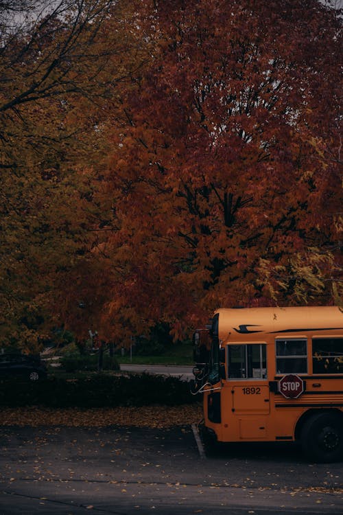 Gratis stockfoto met boom, gele schoolbus, geparkeerd