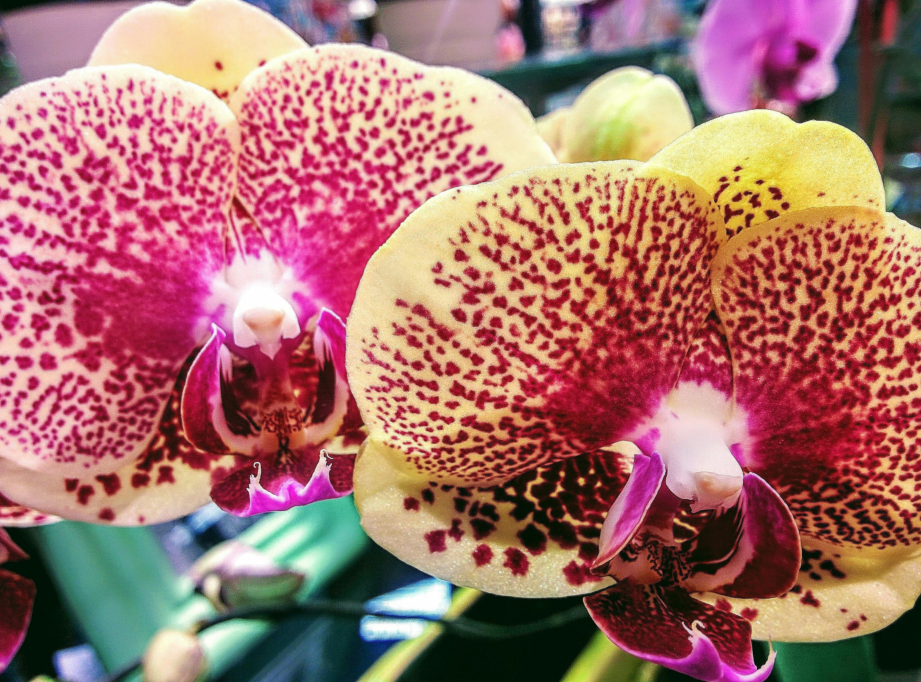 Free stock photo of amber lamoreaux, close up orchid, close up orchids