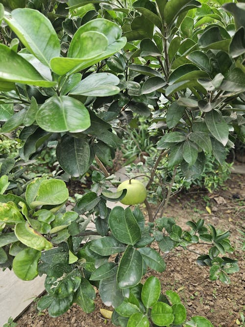 Fruit in a tree