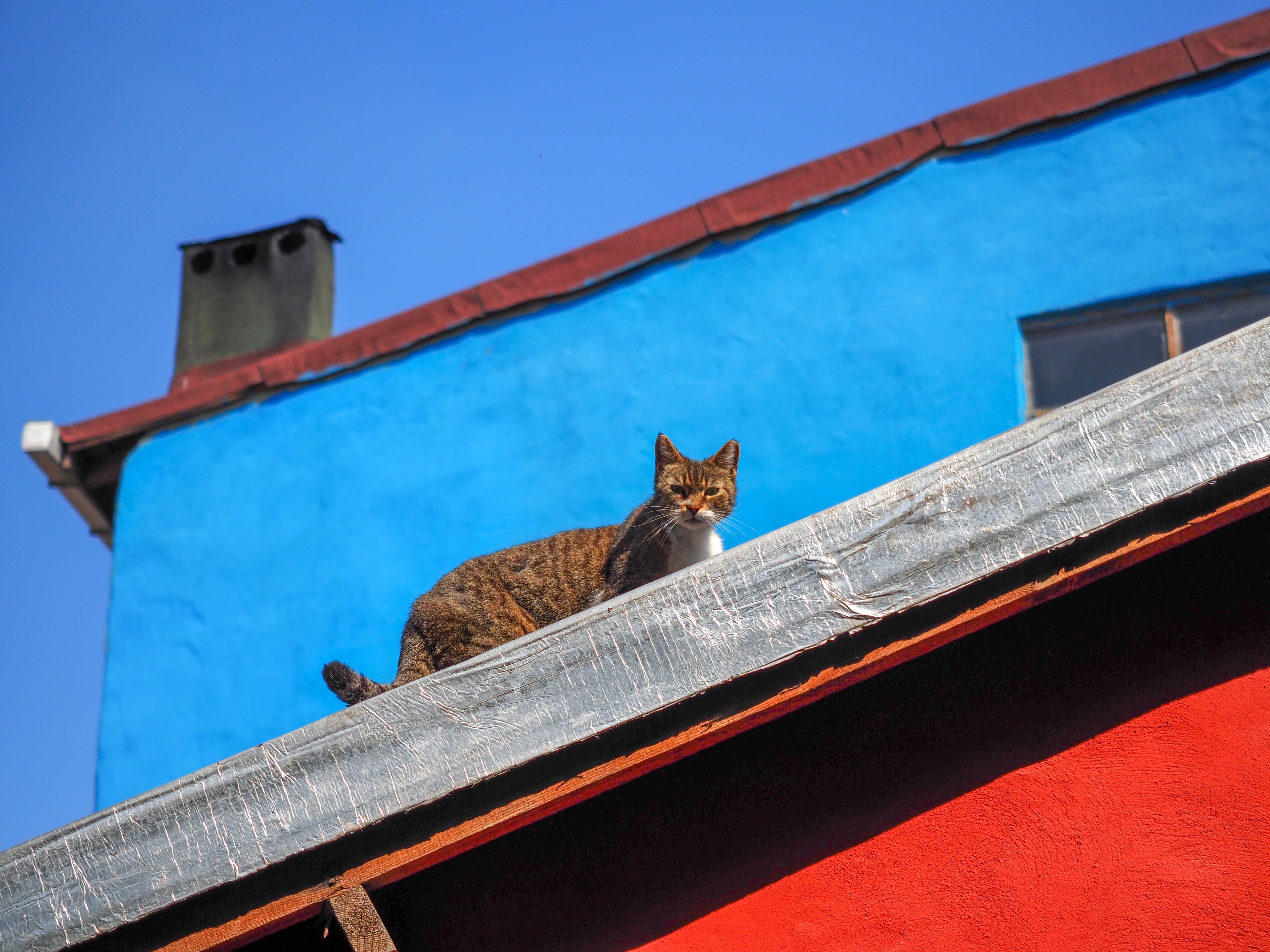 Cat On Rooftop Free Stock Photo