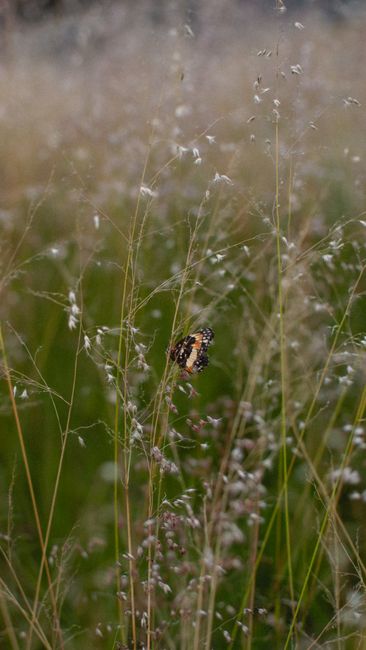A butterfly perched on grasses in a serene meadow, capturing nature's tranquility in Ciudad de México.