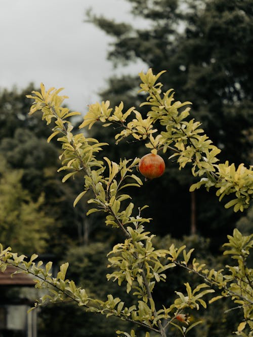 Kostenloses Stock Foto zu baum, blätter, frucht