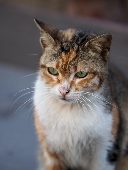 Close-up of a tabby cat in Istanbul, showcasing its thoughtful expression and striking fur.