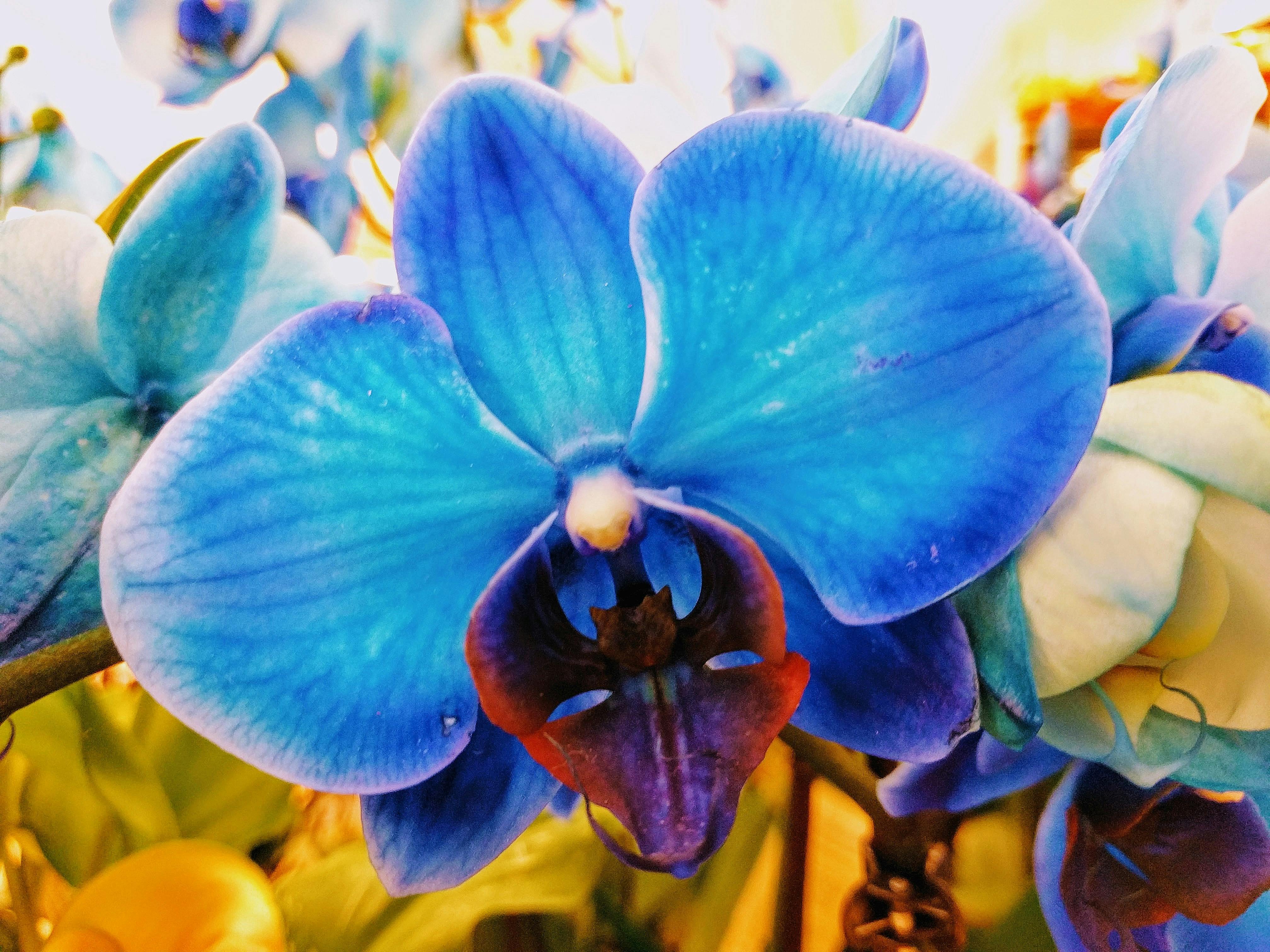 Free stock photo of blue orchid, orchid, orchids