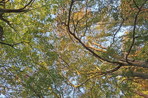 ağaçlar, bereketli, büyüme içeren Ücretsiz stok fotoğraf