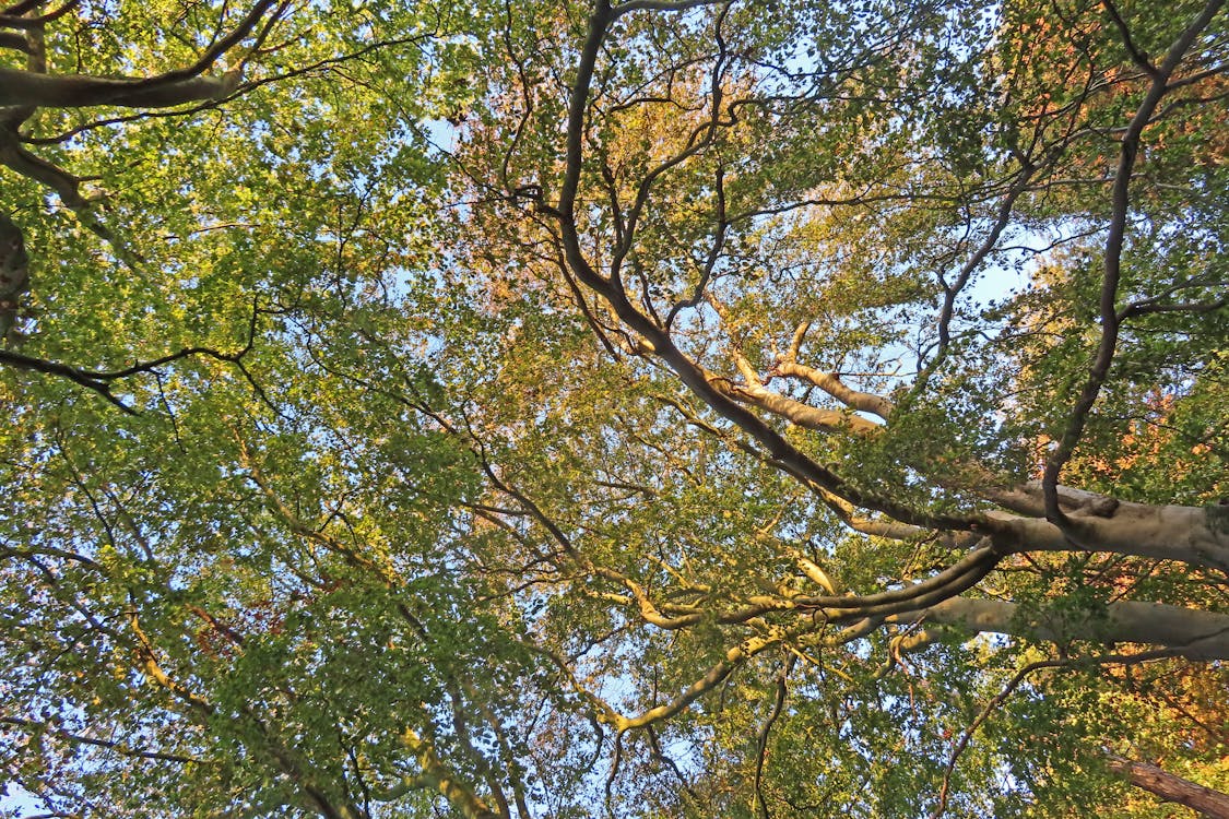 Low Angle Shot of Trees with Green Leaves 