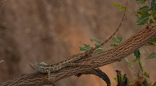 Close-up of a Lizard on a Tree Branch 