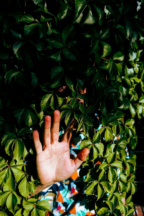 View of the Hand of a Man Sticking through the Ivy Leaves 