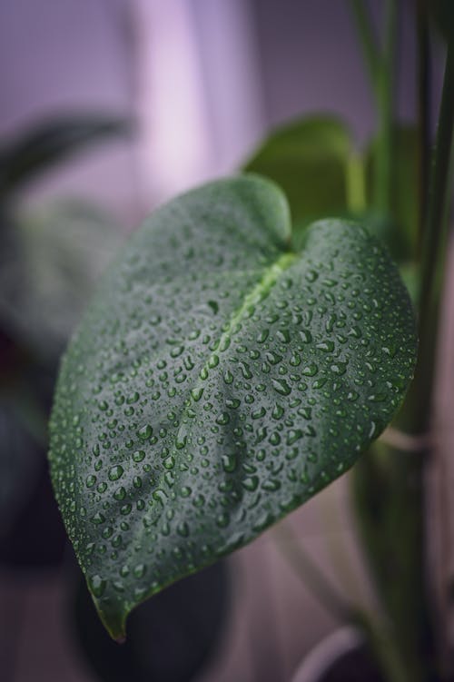 Plants in the rain 