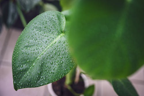 Plants in the rain 