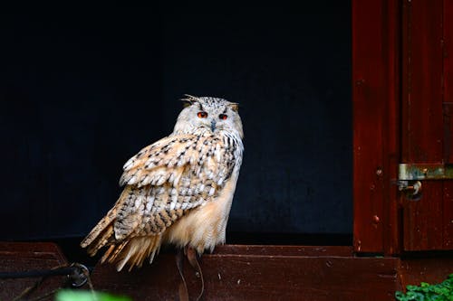 Close-up of an Eurasian Eagle-Owl