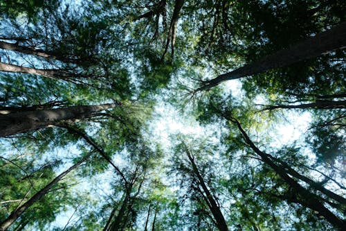 Low Angle Shot of Trees in the Forest under Blue Sky 