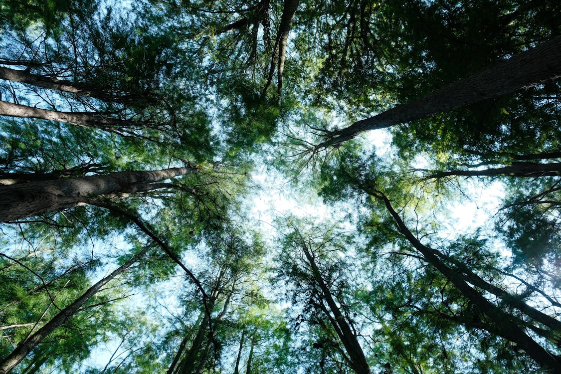 Foto profissional grátis de alto, árvores, céu azul