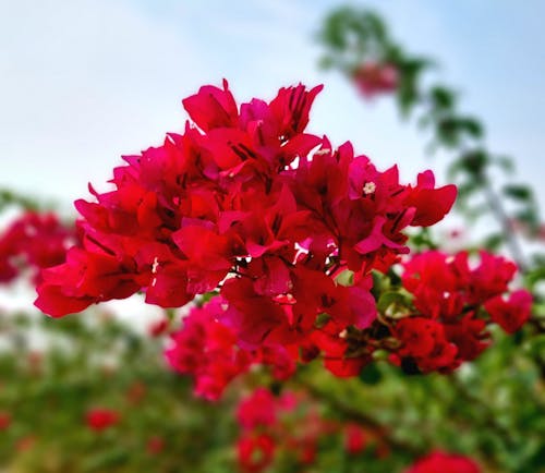 Darmowe zdjęcie z galerii z czerwone kwiaty, piękny kwiat, pobocze