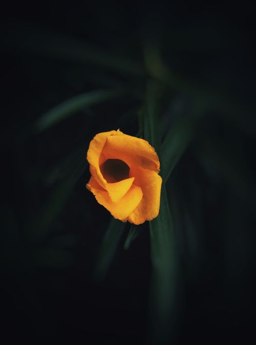 Free A delicate yellow bloom captures attention against a dark, contrasting background. Nature's beauty unveiled. Stock Photo