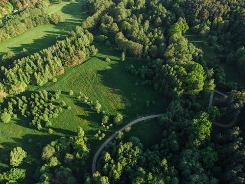 Aerial View of Green Trees and Meadows 
