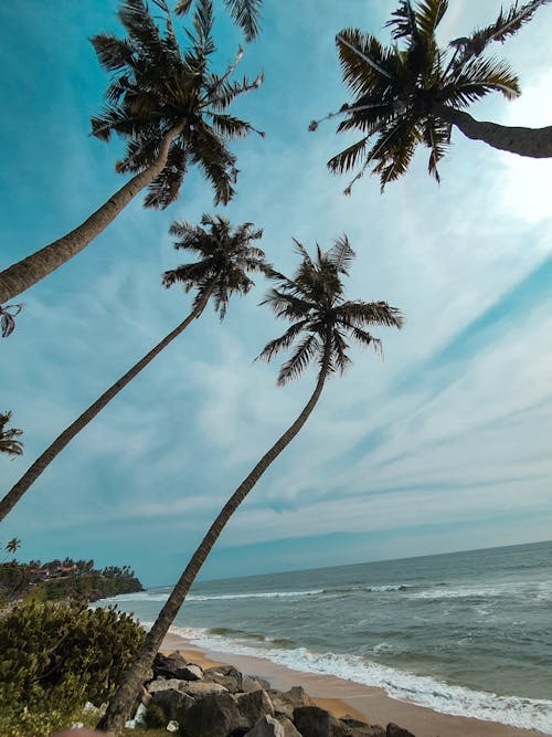 Ingyenes stockfotó fekete homokos strand, istenfa ország, kerala témában