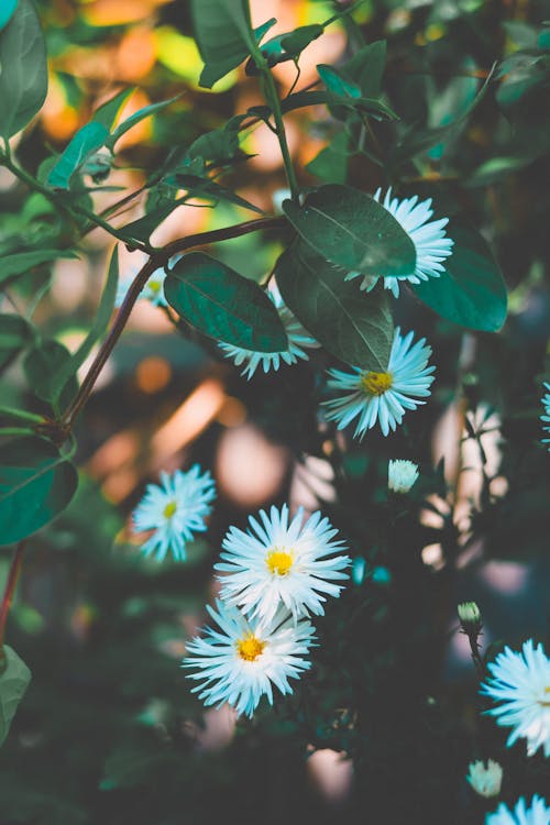 Foto profissional grátis de camomila, filial, flora