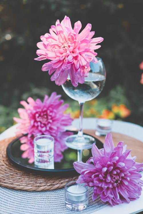 Pink Chrysanthemum Flowers on a Table