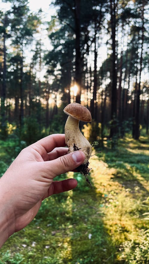 Foto stok gratis boletus edulis, hutan, jamur