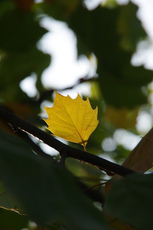 Darmowe zdjęcie z galerii z drzewo, gałąź, jesień
