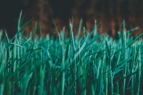 增長, 夏天, 小麥 的 免費圖庫相片