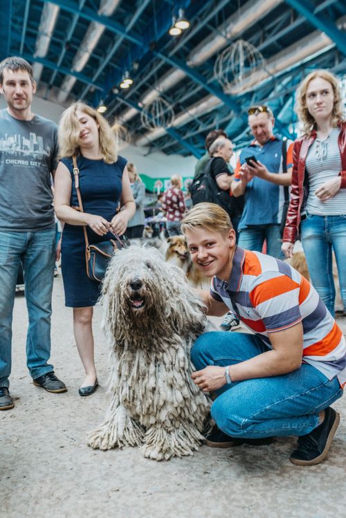 Free People gather around a friendly Komondor at an indoor dog show, showcasing pet companionship. Stock Photo