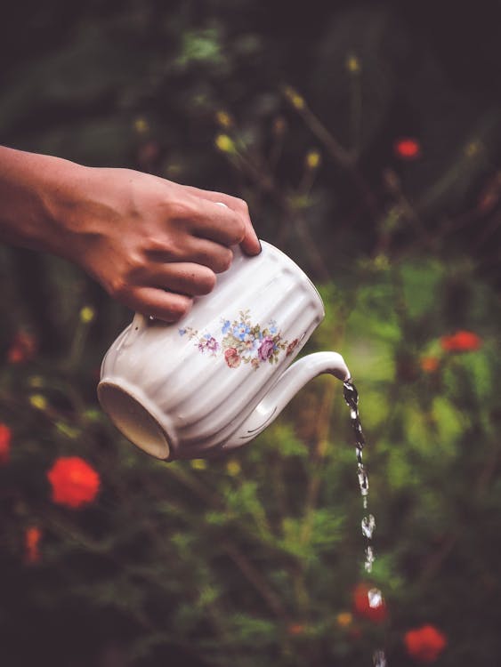 Free Selective Focus Photography of Person Holding White and Floral Teapot Stock Photo