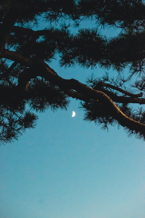 Foto d'estoc gratuïta de arbre, cel nocturn, Corea del Sud