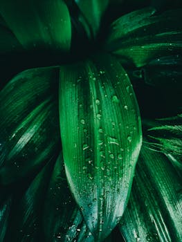 A detailed close-up of fresh, vibrant green leaves covered in sparkling dewdrops, creating a natural and refreshing texture.