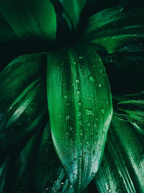 A detailed close-up of fresh, vibrant green leaves covered in sparkling dewdrops, creating a natural and refreshing texture.