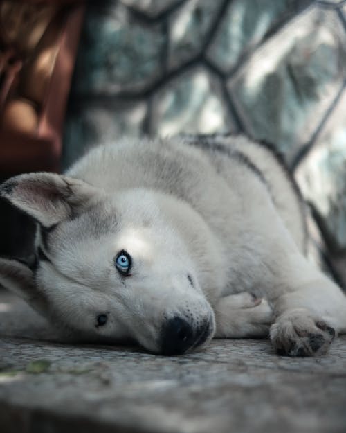 Immagine gratuita di cane, disteso, fotografia di animali