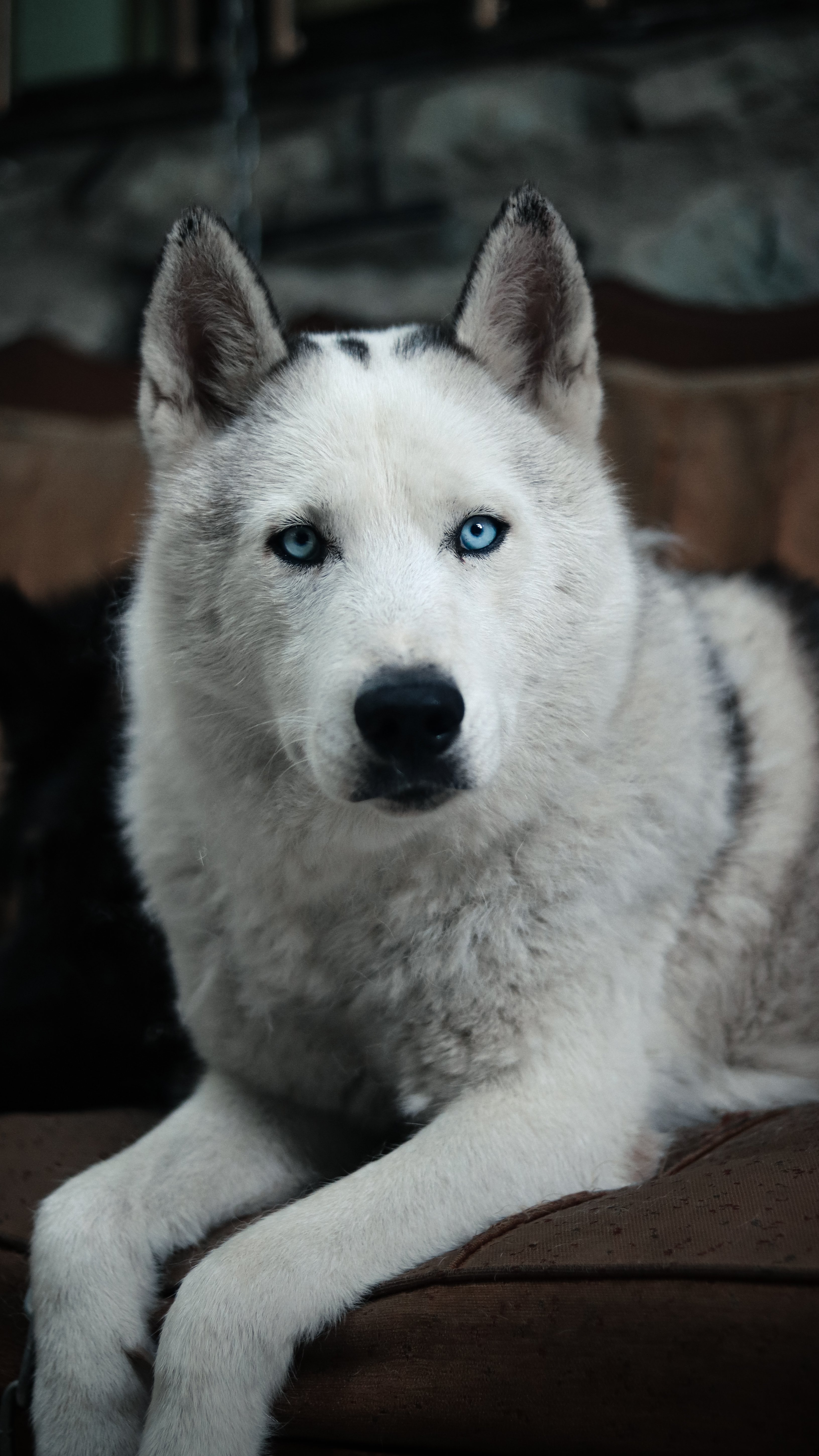 Close-up de um Husky Siberiano com olhos azuis intensos deitado em ambientes fechados.