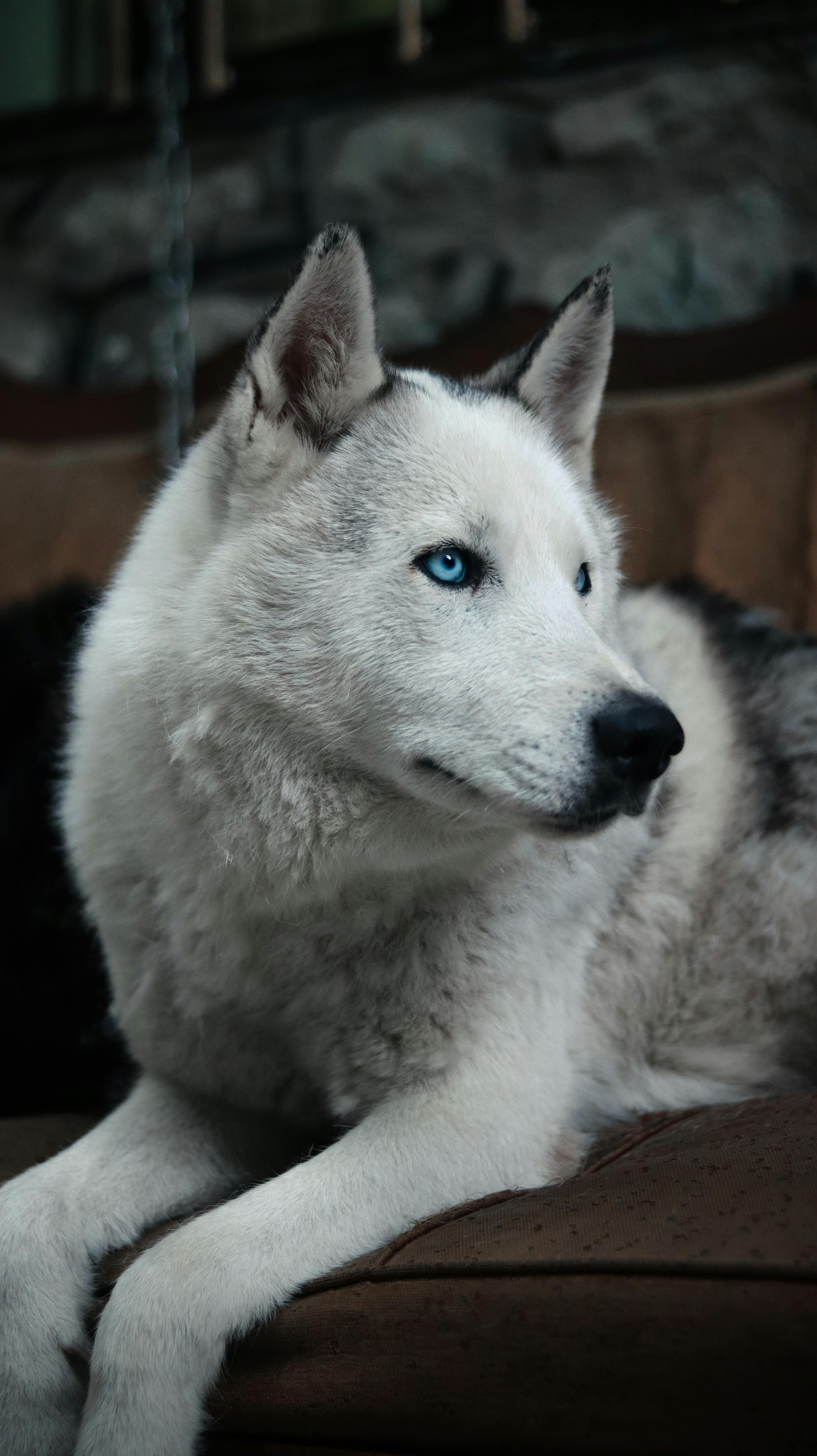 A serene Siberian Husky with striking blue eyes, resting indoors on a cozy couch.