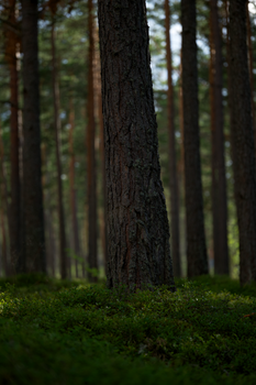 Peaceful forest scene with tall evergreens and lush green moss on the forest floor.