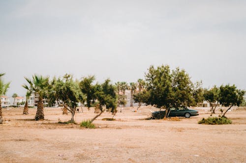 Car Riding Among Trees on a Desert 