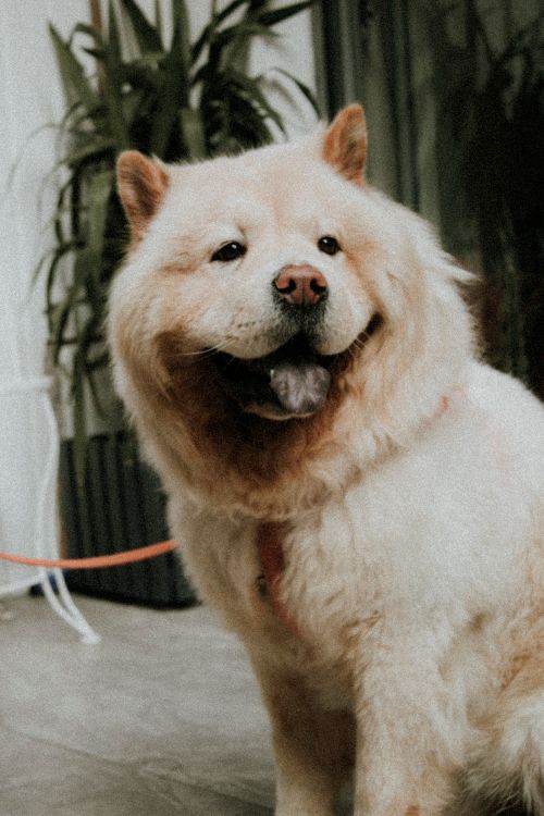 Free Charming chow chow dog sitting in an indoor space, showcasing fluffy fur and a cute expression. Stock Photo