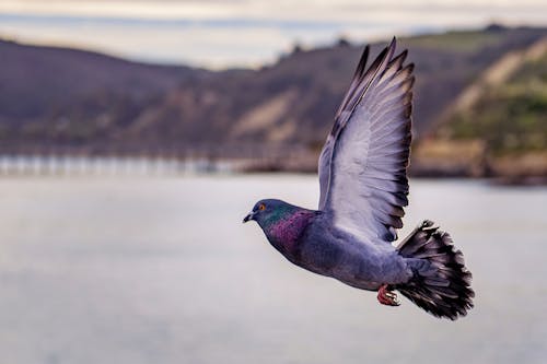 비행 비둘기의 클로즈업 사진