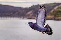 Close-up Photography of Flying Pigeon