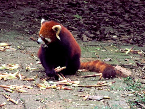 Free stock photo of red panda Stock Photo