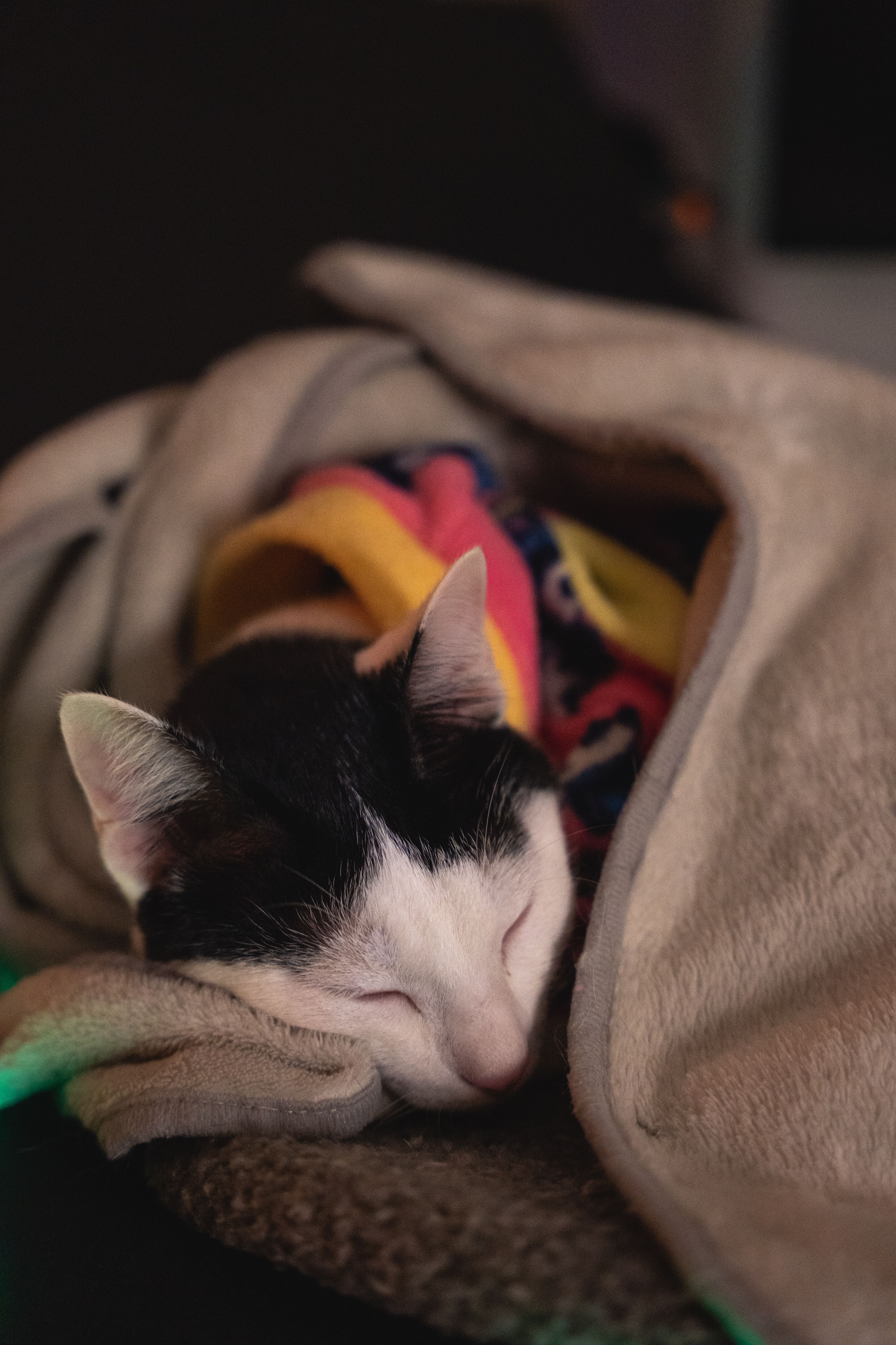 毛布の中で静かに休む猫