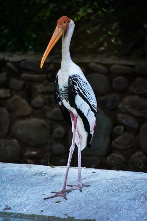 Free A vibrant painted stork standing gracefully on stone in a zoo setting. Stock Photo